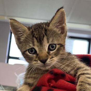 Ranger -  Domestic Short Hair Cat for Adoption in West Palm Beach, Florida - Ranger | PetCurious