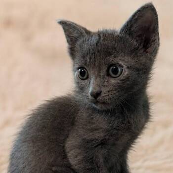 Russian Blue Cats Available for Adoption in Gun Barrel City, Texas - Jack | PetCurious