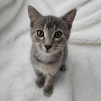 Megan -  Domestic Short Hair Cat for Adoption in Lauderdale, Minnesota - Megan | PetCurious