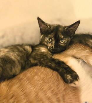 Addison -  Domestic Short Hair Cat for Adoption in Walled Lake, Michigan - Addison | PetCurious