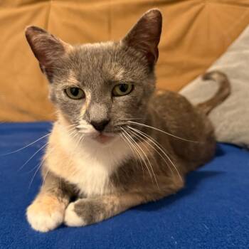 Domestic Short Hair Cats Available for Adoption in Johnson City, Tennessee - Macie | PetCurious