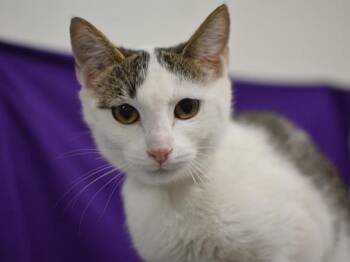 Purtie -  Domestic Short Hair Cat for Adoption in Portland, Oregon - Purtie | PetCurious