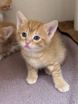 Drumstick -  Domestic Short Hair Cat for Adoption in Hackensack, Minnesota - Drumstick | PetCurious