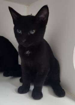 Rescue Domestic Short Hair Cats for Adoption in Walnutport, Pennsylvania - Muffin | PetCurious