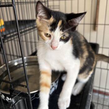 Holly -  Domestic Short Hair Cat for Adoption in League City, Texas - Holly | PetCurious
