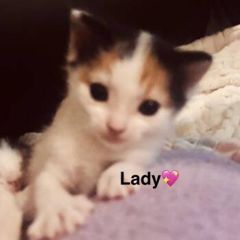 Lady -  Domestic Short Hair Cat for Adoption in Peachtree City, Georgia - Lady | PetCurious