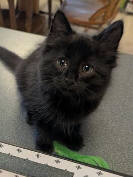 Yuno -  Domestic Medium Hair Cat for Adoption in Warner Robins, Georgia - Yuno | PetCurious