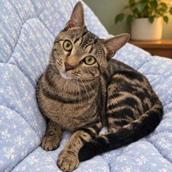 Pistachio -  Domestic Short Hair Cat for Adoption in Hudson, Massachusetts - Pistachio | PetCurious