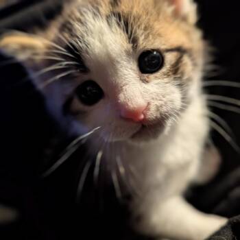 Domestic Short Hair Cats Available for Adoption in Melbourne, Kentucky - Pinto Bean | PetCurious