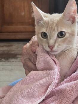 Rescue Domestic Short Hair Cats for Adoption in Pompano Beach, Florida - Gaines | PetCurious