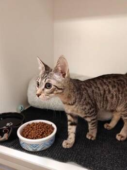 ARLA -  Domestic Short Hair Cat for Adoption in Sugar Land, Texas - ARLA | PetCurious