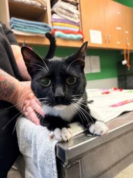 Domestic Short Hair Cats Available for Adoption in Kansas City, Missouri - Mathias | PetCurious
