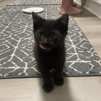 Salem -  Domestic Short Hair Cat for Adoption in Sarasota, Florida - Salem | PetCurious