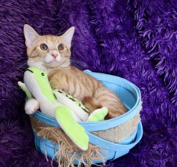 Yogi -  Tabby and Tuxedo Cat for Adoption in St. Augustine, Florida - Yogi | PetCurious
