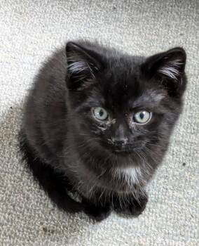 Domestic Short Hair Cats Available for Adoption in Wadsworth, Ohio - Luke | PetCurious