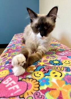 Tips -  Domestic Long Hair and Siamese Cat for Adoption in Fargo, North Dakota - Tips | PetCurious