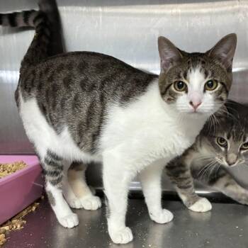 Usual Suspect -  Domestic Short Hair Cat for Adoption in Carencro, Louisiana - Usual Suspect | PetCurious