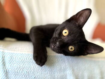 Rescue Domestic Short Hair Cats for Adoption in Pompano Beach, Florida - Wilbur | PetCurious