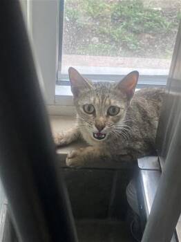 Domestic Short Hair Cats Available for Adoption in San Antonio, Texas - SASSY | PetCurious