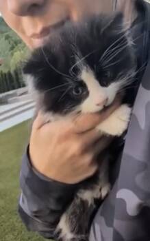 2 Long hair Tuxedo kittens -  Domestic Long Hair Cat for Adoption in Brampton, Ontario - 2 Long Hair Tuxedo Kittens | PetCurious