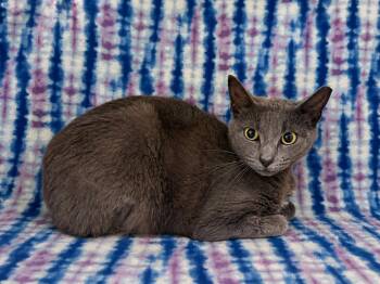 Domestic Short Hair Cats Available for Adoption in Valdosta, Georgia - Palermo | PetCurious