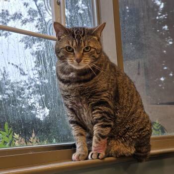 Benji -  Domestic Short Hair Cat for Adoption in Baltimore, Maryland - Benji | PetCurious