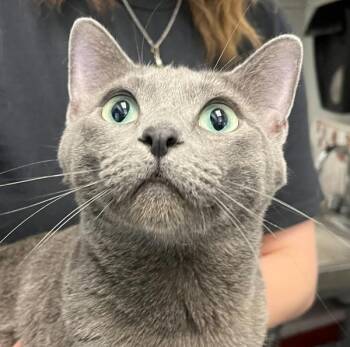 Daphne -  Domestic Short Hair Cat for Adoption in Golden, Colorado - Daphne | PetCurious