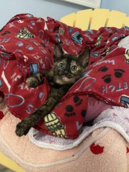 Liza -  Domestic Short Hair Cat for Adoption in Poplar Grove, Illinois - Liza | PetCurious
