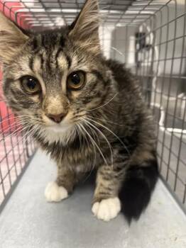 CAT -  Domestic Short Hair Cat for Adoption in Las Vegas, Nevada - CAT | PetCurious
