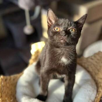 Coraline -  Domestic Short Hair Cat for Adoption in Sunrise, Florida - Coraline | PetCurious