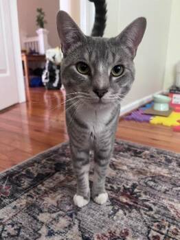 Rescue Domestic Short Hair Cats for Adoption in Parkville, Maryland - Raspbora (Rey) | PetCurious