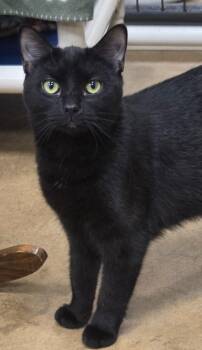 Domestic Short Hair Cats Available for Adoption in Olean, New York - Skylar | PetCurious