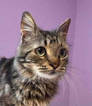 Domestic Medium Hair Cats Available for Adoption in Monroe, North Carolina - Jinx Male Tabby Medium Length Hair | PetCurious