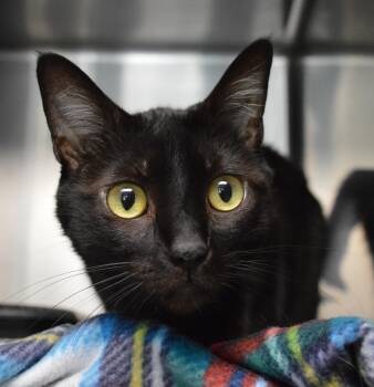Freya -  Domestic Short Hair Cat for Adoption - Freya | PetCurious