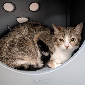 Cashmere -  Domestic Short Hair Cat for Adoption in Titusville, Florida - Cashmere | PetCurious