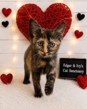 Catwoman -  Domestic Short Hair Cat for Adoption in Corpus Christi, Texas - Catwoman | PetCurious