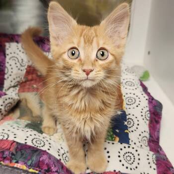 Wendell -  Domestic Medium Hair Cat for Adoption in Marshfield, Wisconsin - Wendell | PetCurious
