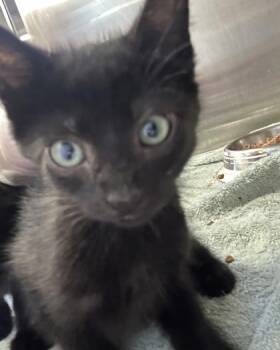 Quinn -  Domestic Short Hair Cat for Adoption in Cincinnati, Ohio - Quinn | PetCurious