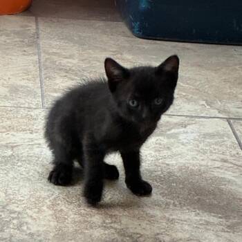 Newbie C2 -  Domestic Short Hair Cat for Adoption in Pahoa, Hawaii - Newbie C2 | PetCurious