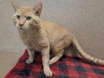 Domestic Short Hair Cats Available for Adoption in Sacramento, California - EVERETT | PetCurious