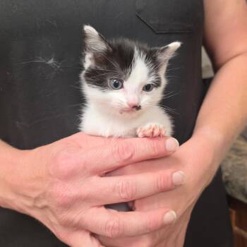 Mandela - 082509U -  Domestic Short Hair Cat for Adoption in Tupelo, Mississippi - Mandela - 082509U | PetCurious