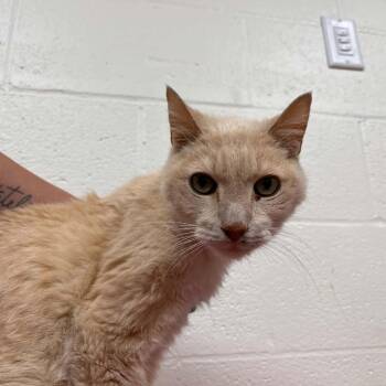 Domestic Short Hair Cats Available for Adoption in Lyndhurst, Virginia - SVAS-Stray-38529 | PetCurious