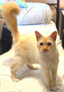 Pippy -  Siamese Cat for Adoption in Beckley, West Virginia - Pippy | PetCurious