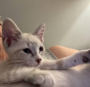 Cassidy and TomFoolery -  Siamese and Domestic Medium Hair Cat for Adoption in Melrose, Massachusetts - Cassidy And TomFoolery | PetCurious