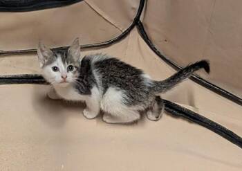Petite Four -  American Shorthair Cat for Adoption in Hagaman, New York - Petite Four | PetCurious
