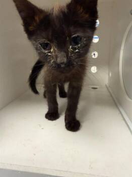 ECLIPSE -  Domestic Short Hair Cat for Adoption in Ontario, California - ECLIPSE | PetCurious