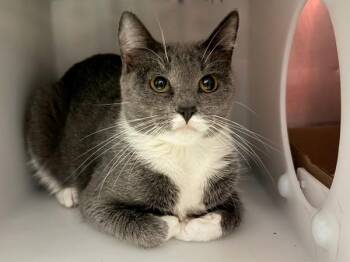 Domestic Short Hair Cats Available for Adoption - Thumper | PetCurious