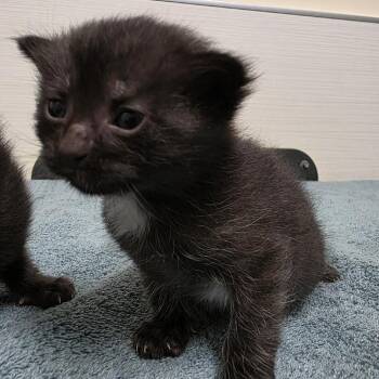 Ferguson -  Domestic Short Hair Cat for Adoption - Ferguson | PetCurious