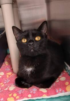 Quartz -  Domestic Short Hair Cat for Adoption in Bay City, Michigan - Quartz | PetCurious