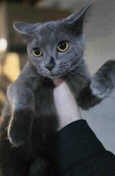 Domestic Short Hair Cats Available for Adoption - Burberry  | PetCurious